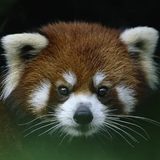 Logo PsiKuis — panda merah